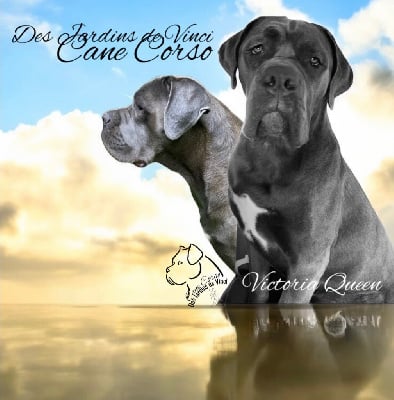Étalon Cane Corso - Victoria queen Des Jardins De Vinci