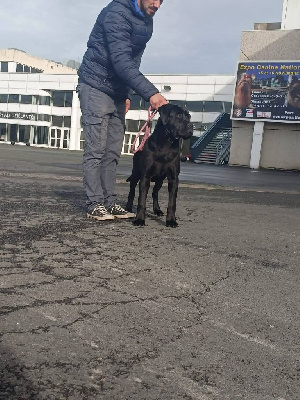 Étalon Cane Corso - Tara preciousguardian of land