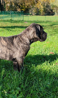 Étalon Cane Corso - Aldo maccione des gardiens de Praetoria