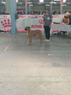 Étalon Cane Corso - Velbi Des Queues De Luma