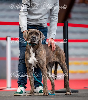 Étalon Cane Corso - Very belle Des Queues De Luma