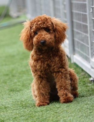 Étalon Caniche - Aloumie du mas d'aigret