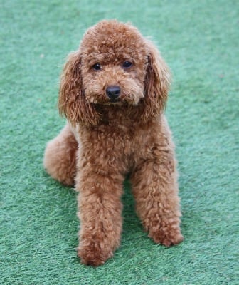 Étalon Caniche - Aloa du mas d'aigret