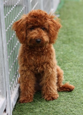 Étalon Caniche - Alabama du mas d'aigret