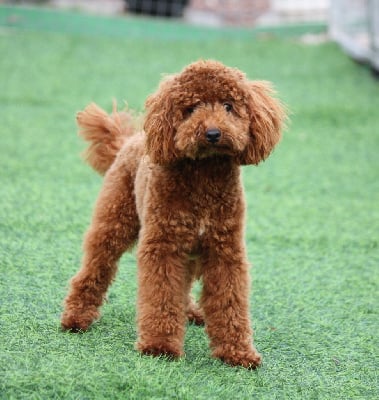 Étalon Caniche - Azzaro legend De zaldivar