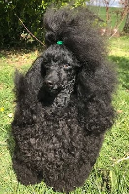 Étalon Caniche - Une etoile est nee Del rey rakashi