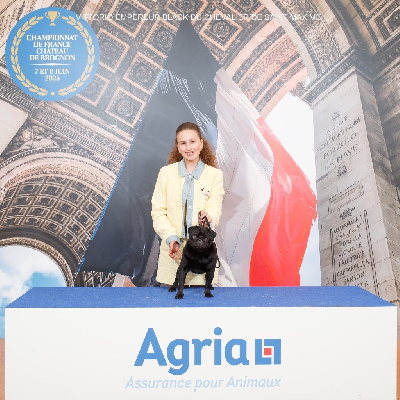 Étalon Carlin - CH. Vittorio empereur black Du chevalier de saint maxime