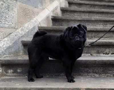 Étalon Carlin - CH. Ursa major black Du chevalier de saint maxime