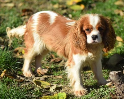 Étalon Cavalier King Charles Spaniel - Akuna matata Du Millésime Champenois