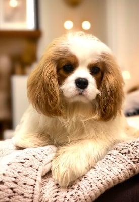 Étalon Cavalier King Charles Spaniel - diola’s redheart William