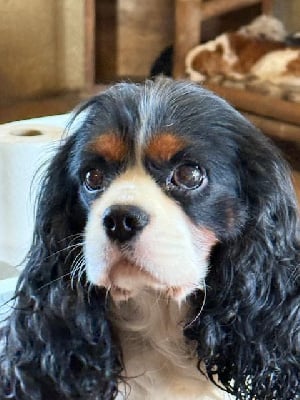 Étalon Cavalier King Charles Spaniel - Cachou du logis des harfangs