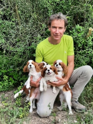 Étalon Cavalier King Charles Spaniel - Umbanda do brasil Du Relais D'Issanka