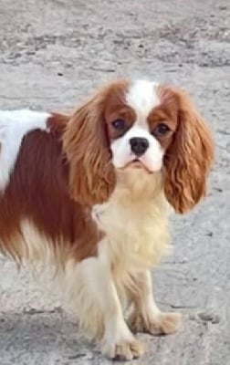 Étalon Cavalier King Charles Spaniel - Velours Du Souvenir Des Dicks