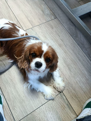 Étalon Cavalier King Charles Spaniel - Vodka redbull Des Queues De Luma