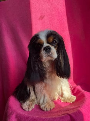 Étalon Cavalier King Charles Spaniel - Ultimate fairy De la fieffe au songeur