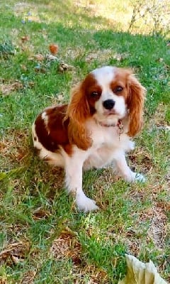 Étalon Cavalier King Charles Spaniel - Tijuca da barra Du Relais D'Issanka