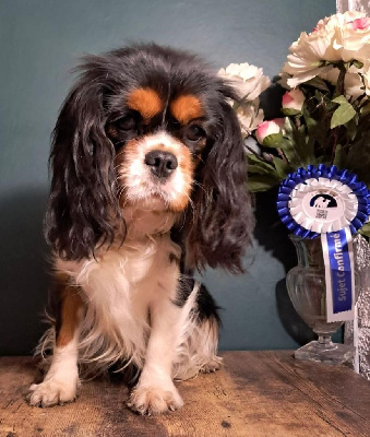 Étalon Cavalier King Charles Spaniel - Violette des chemins d’iris