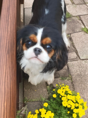 Étalon Cavalier King Charles Spaniel - ONITSHA'S Viper