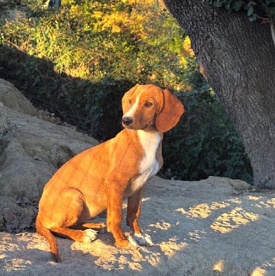 Étalon Chien courant de la vallee de la Save - Appy Des Caunes Hautes