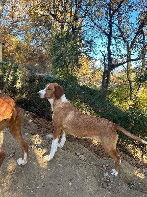 Étalon Chien courant de la vallee de la Save - Volga Vom Feder Maler