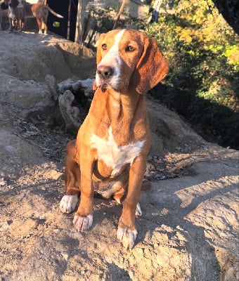 Étalon Chien courant de la vallee de la Save - Alma du roc de la berre