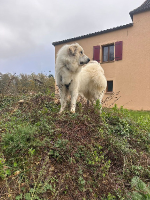 Étalon Chien de Montagne des Pyrenees - V'sky l-w Des Lords De Mao