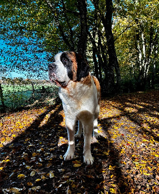 Étalon Chien du Saint-Bernard - Marylin della torre di persia