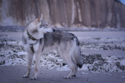 Étalon Chien-loup de Saarloos - Savage Offspring Takoda