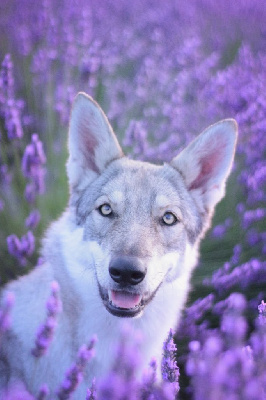 Étalon Chien-loup de Saarloos - Savage Offspring Tiponi