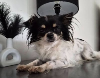 Étalon Chihuahua - Vénus du chemin des perséides