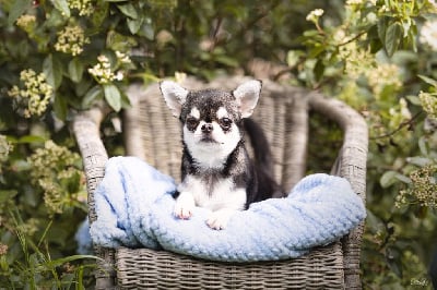 Étalon Chihuahua - Lou Crozia Ushka