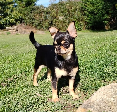 Étalon Chihuahua - Ustine (Sans Affixe)