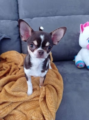 Étalon Chihuahua - Una (Sans Affixe)