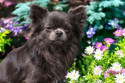 Étalon Chihuahua - Vogue diamond Des Pattounes Douces}