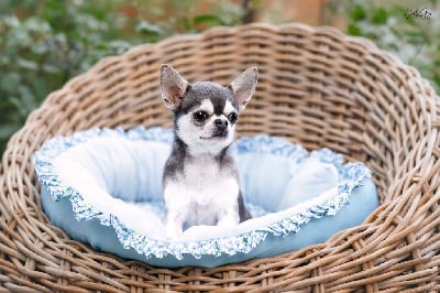 Étalon Chihuahua - Lou Crozia Vino