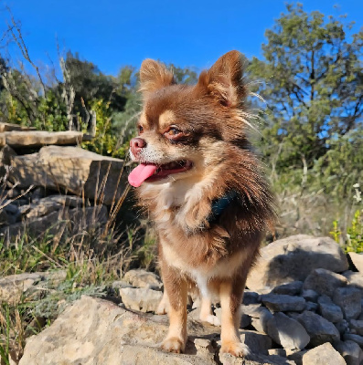 Étalon Chihuahua - Stitch de l'arche de mazelle