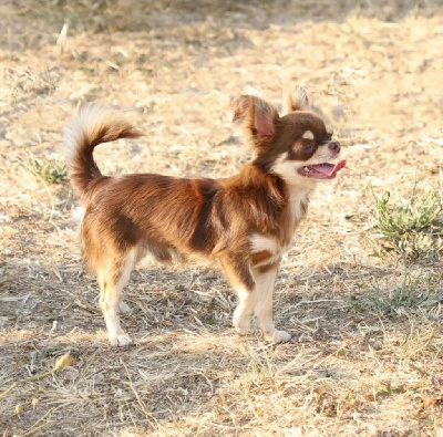 Étalon Chihuahua - Undy Du Royaume D'odin