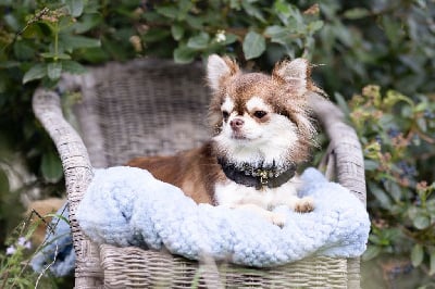 Étalon Chihuahua - Lou Crozia U'tissaia