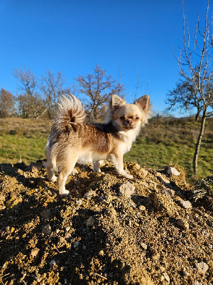 Étalon Chihuahua - Vanina dit tartine (Sans Affixe)