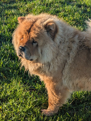Étalon Chow Chow - Thia (Sans Affixe)