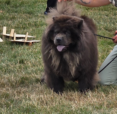 Étalon Chow Chow - Myrtille (Sans Affixe)