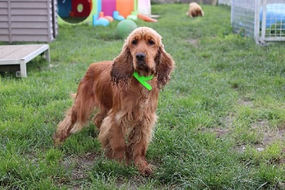 Étalon Cocker Spaniel Anglais - Ulahoup Du Royaume Des Quatre Pattes