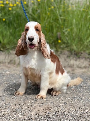 Étalon Cocker Spaniel Anglais - Tequila du Kreizker