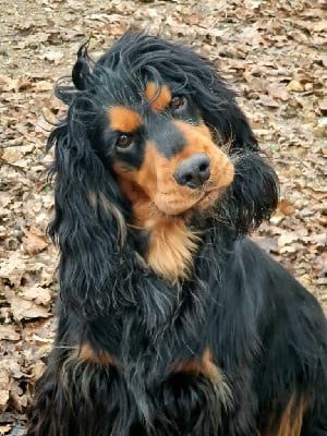 Ulton des terres de corfou