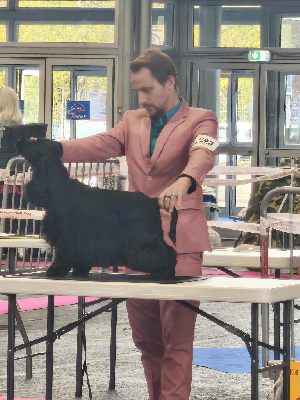 Étalon Cocker Spaniel Anglais - CH. Udeline Du Diamant Marquise