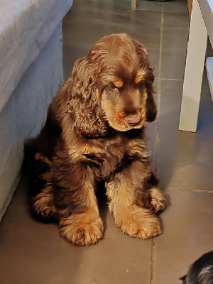 Étalon Cocker Spaniel Anglais - Allentown From The Golden Eyed' Hills