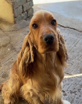 Étalon Cocker Spaniel Anglais - Sunset D'hell Vanity