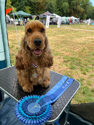 Étalon Cocker Spaniel Anglais - Unchained melody Of merrily