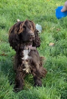 Étalon Cocker Spaniel Anglais - V'frida De L'étang Au Miroir