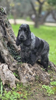 Étalon Cocker Spaniel Anglais - CH. Vaccares Du domaine des clayeux